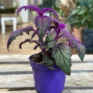 purple passion gynura aurantiaca