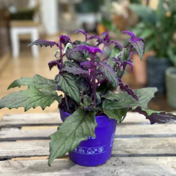 Purple Passion Gynura Aurantiaca Houseplants easy care 3