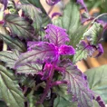 purple passion gynura aurantiaca