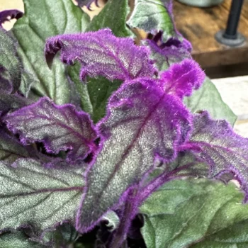 Purple Passion Gynura Aurantiaca Houseplants easy care 2
