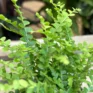 nephrolepis exaltata boston fern green fantasy 5.5cm