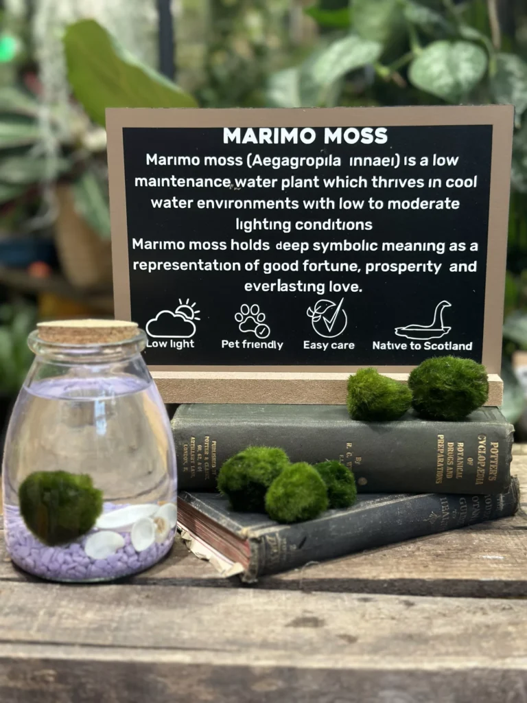 Marimo Moss Balls: The Ultimate Beginner’s Guide to This Unique Water Plant