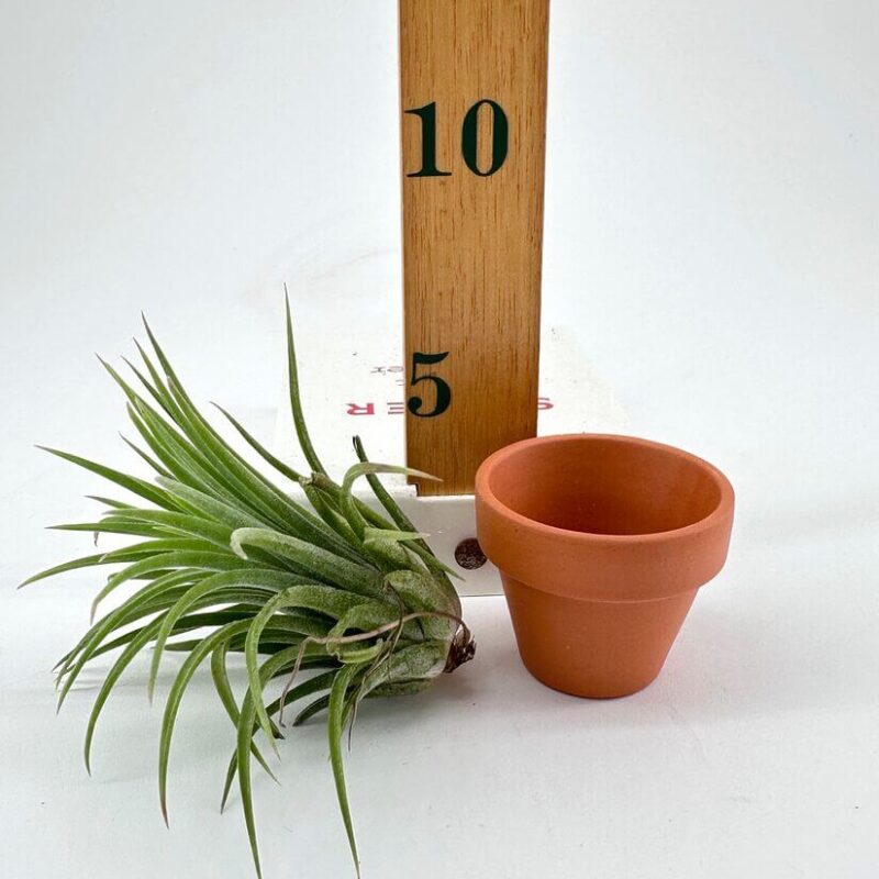 Tillandsia Lonantha Air Plant In Terracotta pot Tillandsia Lonantha Air Plant In Terracotta pot