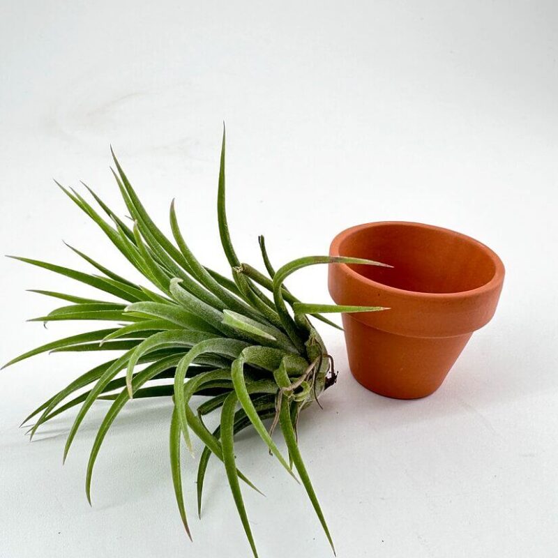 Tillandsia Lonantha Air Plant In Terracotta pot Tillandsia Lonantha Air Plant In Terracotta pot