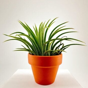 Tillandsia Lonantha Air Plant In Terracotta pot