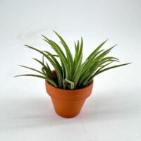 Tillandsia Lonantha Air Plant In Terracotta pot