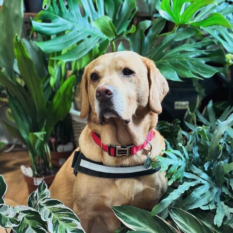 Golden Labrador retriever among lush indoor plants radiates serenity and warmth.