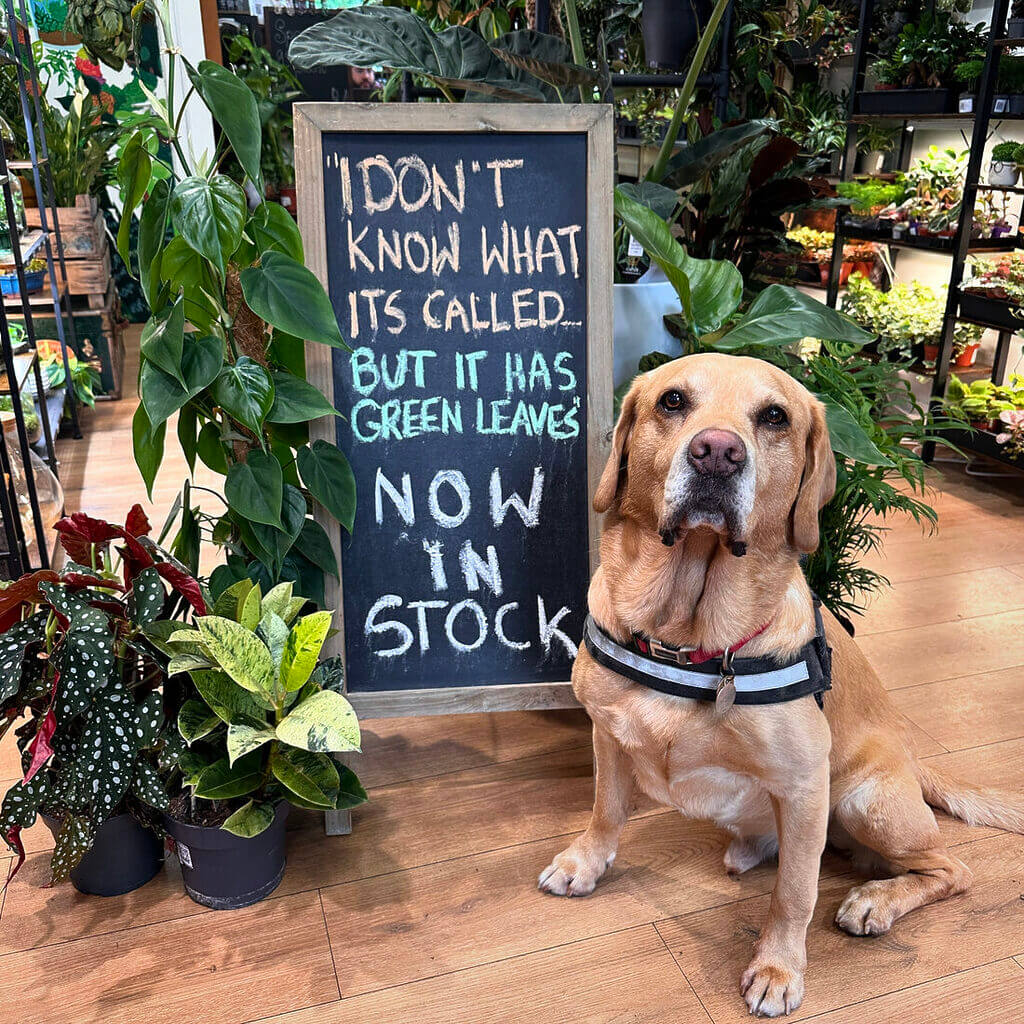 Cozy plant shop with dog, greenery, and humorous chalkboard sign.