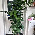 Caryota Mitis Fish-Tail Palm Tree