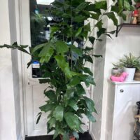 Caryota Mitis Fish-Tail Palm Tree