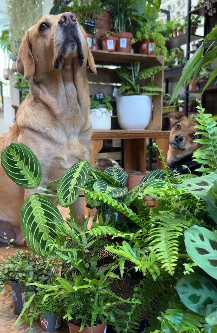 Labrador and small dog in a lush indoor garden with various vibrant plants.