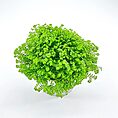 Selaginella Apoda Wire Fern Spike Moss