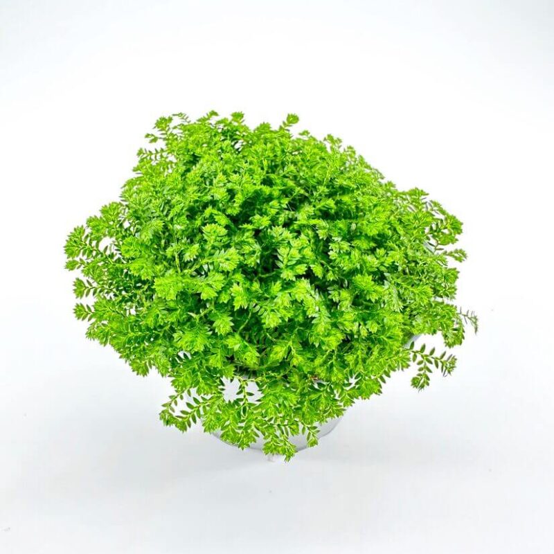 Selaginella Apoda Wire Fern Spike Moss Selaginella Apoda Wire Fern Spike Moss
