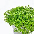 Selaginella Apoda Wire Fern Spike Moss