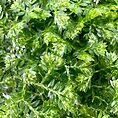 Selaginella Apoda Wire Fern Spike Moss