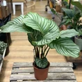 Vibrant Calathea orbifolia plant with striped green leaves against a plain white background.