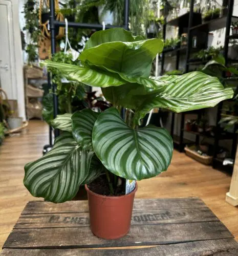 calathea-orbifolia-prayer-plant-in-pot-on-wooden-table-house-plant-shop-in-background