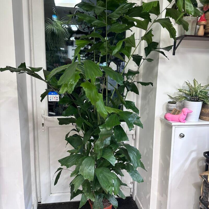 Caryota Mitis Fish-Tail Palm Tree Caryota Mitis Fish-Tail Palm Tree