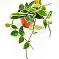 Heart-shaped variegated plant in terracotta pot with ruler on white background.