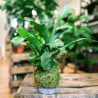 kokedama kit make your own levitating garden