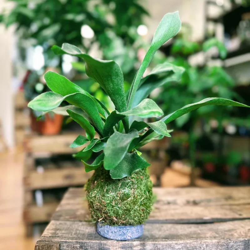 kokedama kit make your own levitating garden kokedama kit make your own levitating garden