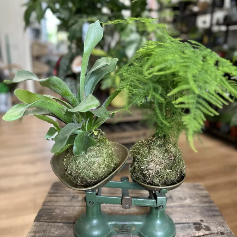 kokedama kit make your own levitating garden kokedama kit make your own levitating garden