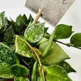 peperomia angulata x ray plant 12cm pot
