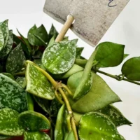 peperomia angulata x ray plant 12cm pot