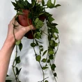 peperomia angulata x ray plant 12cm pot