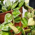 peperomia angulata x ray plant 12cm pot