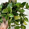 peperomia angulata x ray plant 12cm pot