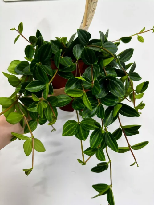 peperomia angulata x ray plant 12cm pot