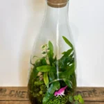Vintage Bottle Terrarium Eco Glass Container