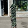 philodendron hederaceum brasil pothos 15cm pot