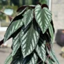 Close up shot ofCissus Discolor Vine Begonia in 27 cm pot, plant height 150cm.