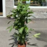 philodendron hederaceum brasil pothos 15cm pot