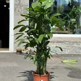 philodendron hederaceum brasil pothos 15cm pot