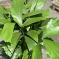 philodendron hederaceum brasil pothos 15cm pot