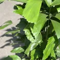 philodendron hederaceum brasil pothos 15cm pot
