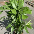 philodendron hederaceum brasil pothos 15cm pot