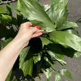 philodendron hederaceum brasil pothos 15cm pot