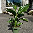 philodendron hederaceum brasil pothos 15cm pot