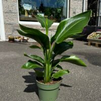 philodendron hederaceum brasil pothos 15cm pot