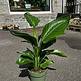 philodendron hederaceum brasil pothos 15cm pot