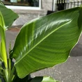 philodendron hederaceum brasil pothos 15cm pot