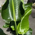 philodendron hederaceum brasil pothos 15cm pot