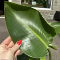 philodendron hederaceum brasil pothos 15cm pot