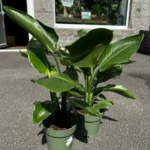 Strelitzia Nicolai Bird of Paradise 17cm pot