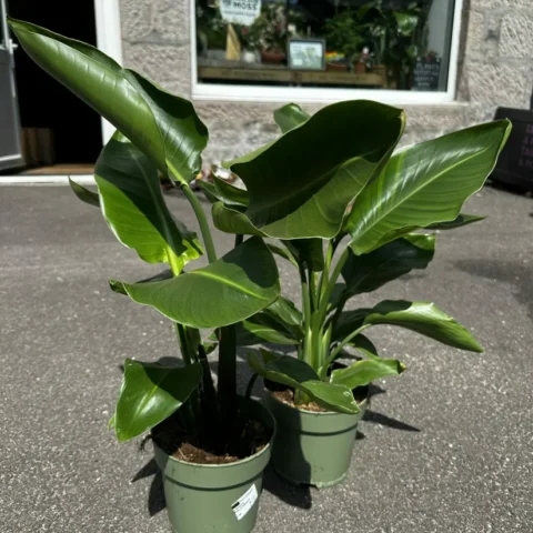 Strelitzia Nicolai Bird of Paradise 17cm pot
