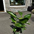 philodendron hederaceum brasil pothos 15cm pot